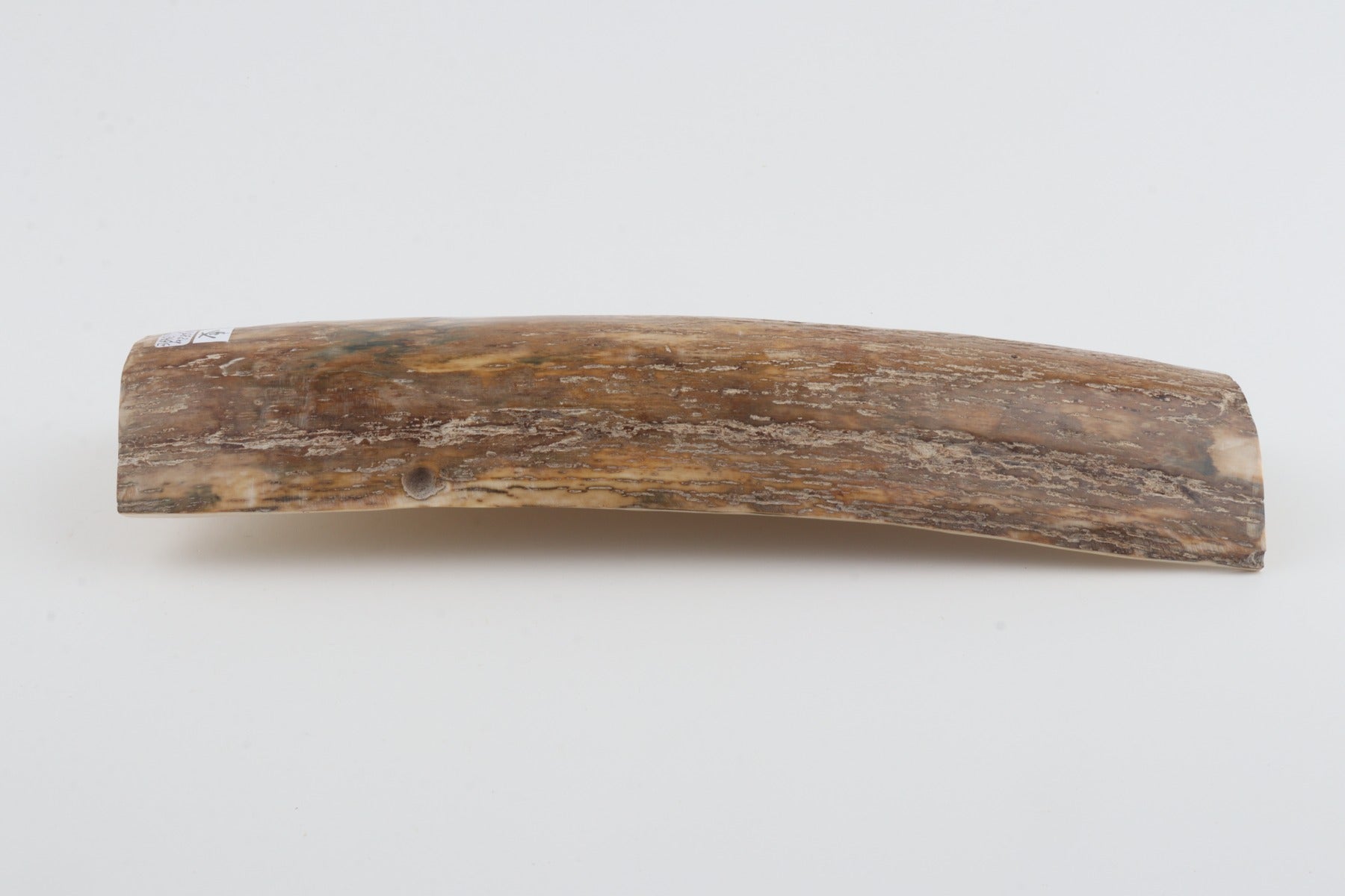 Beige mammoth bark