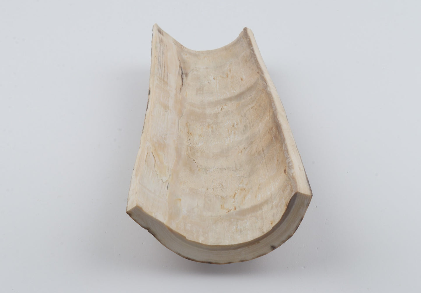 Beige mammoth bark