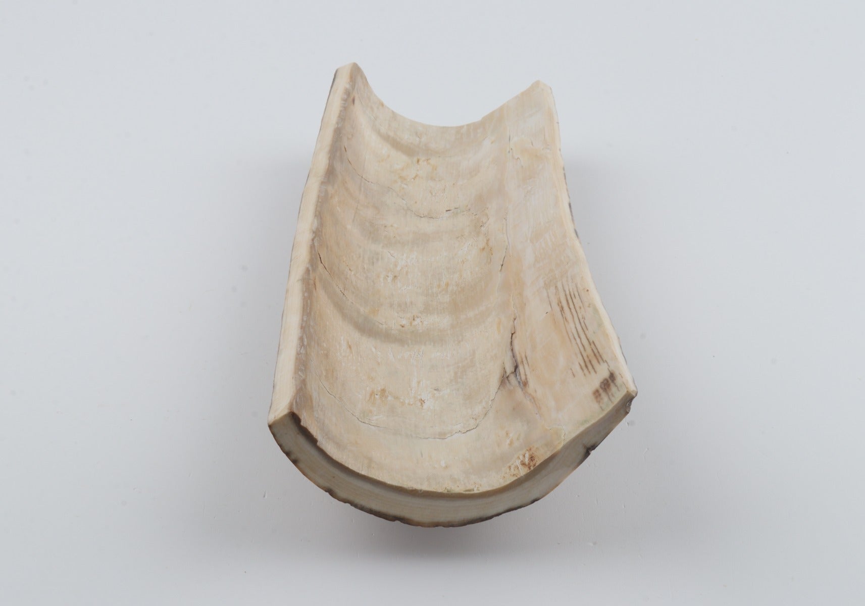 Beige mammoth bark