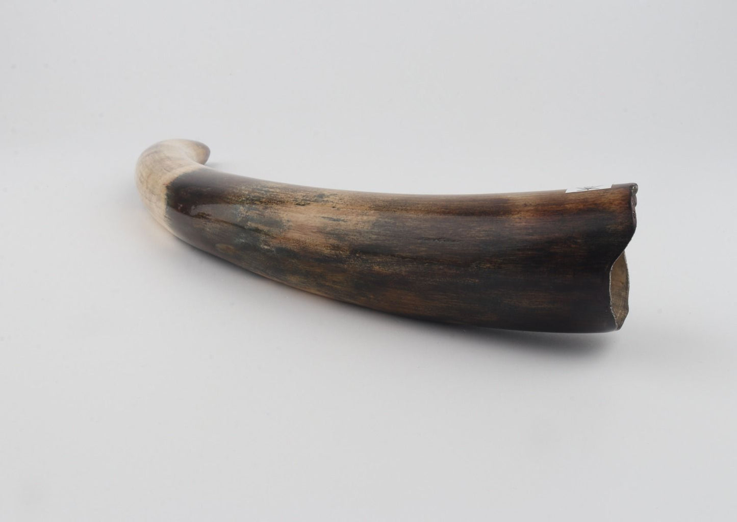 Restored woolly mammoth tusk