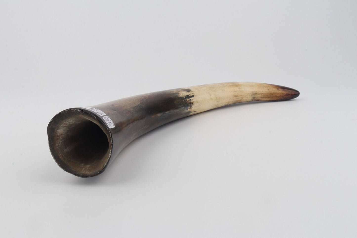 Restored woolly mammoth tusk