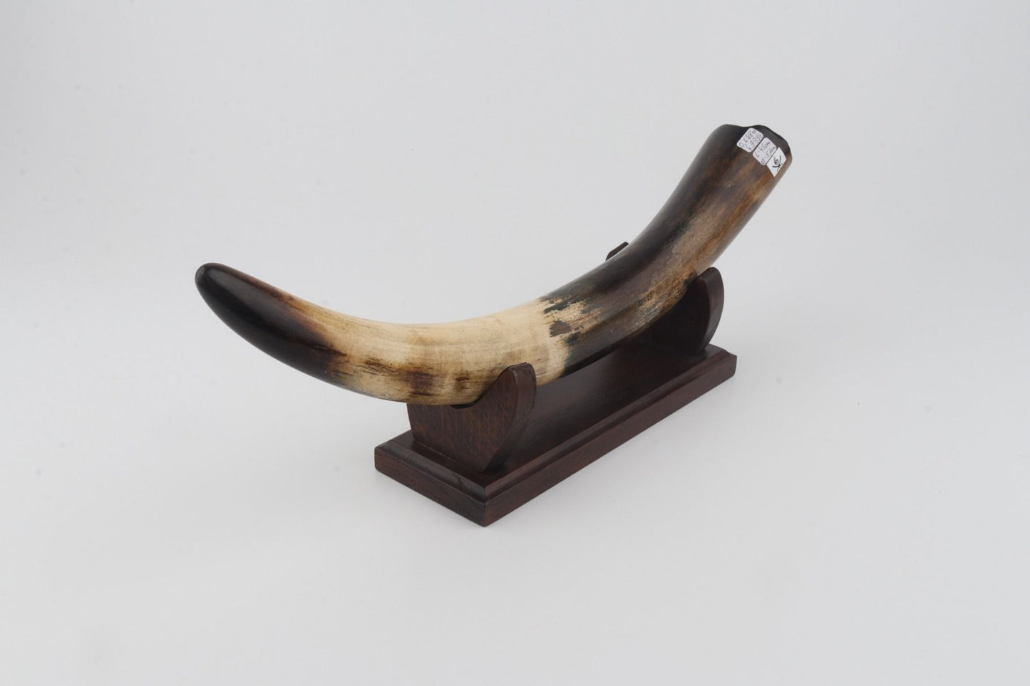 Restored woolly mammoth tusk