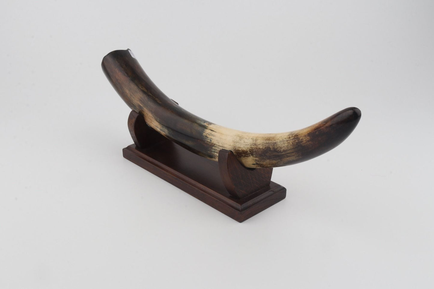 Restored woolly mammoth tusk