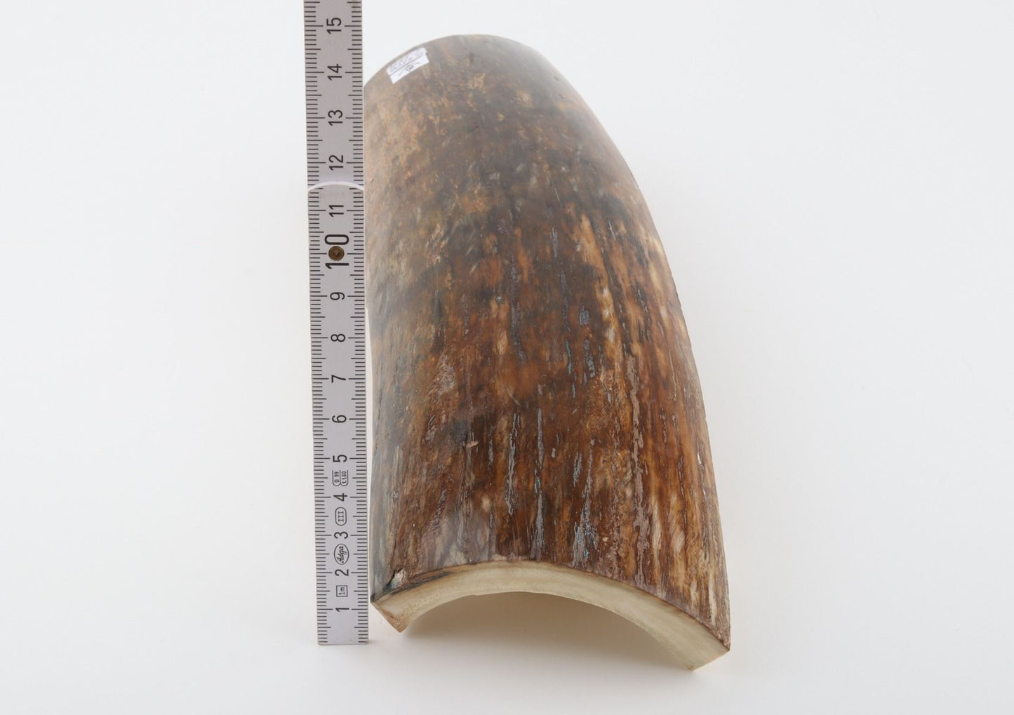 Brown mammoth bark
