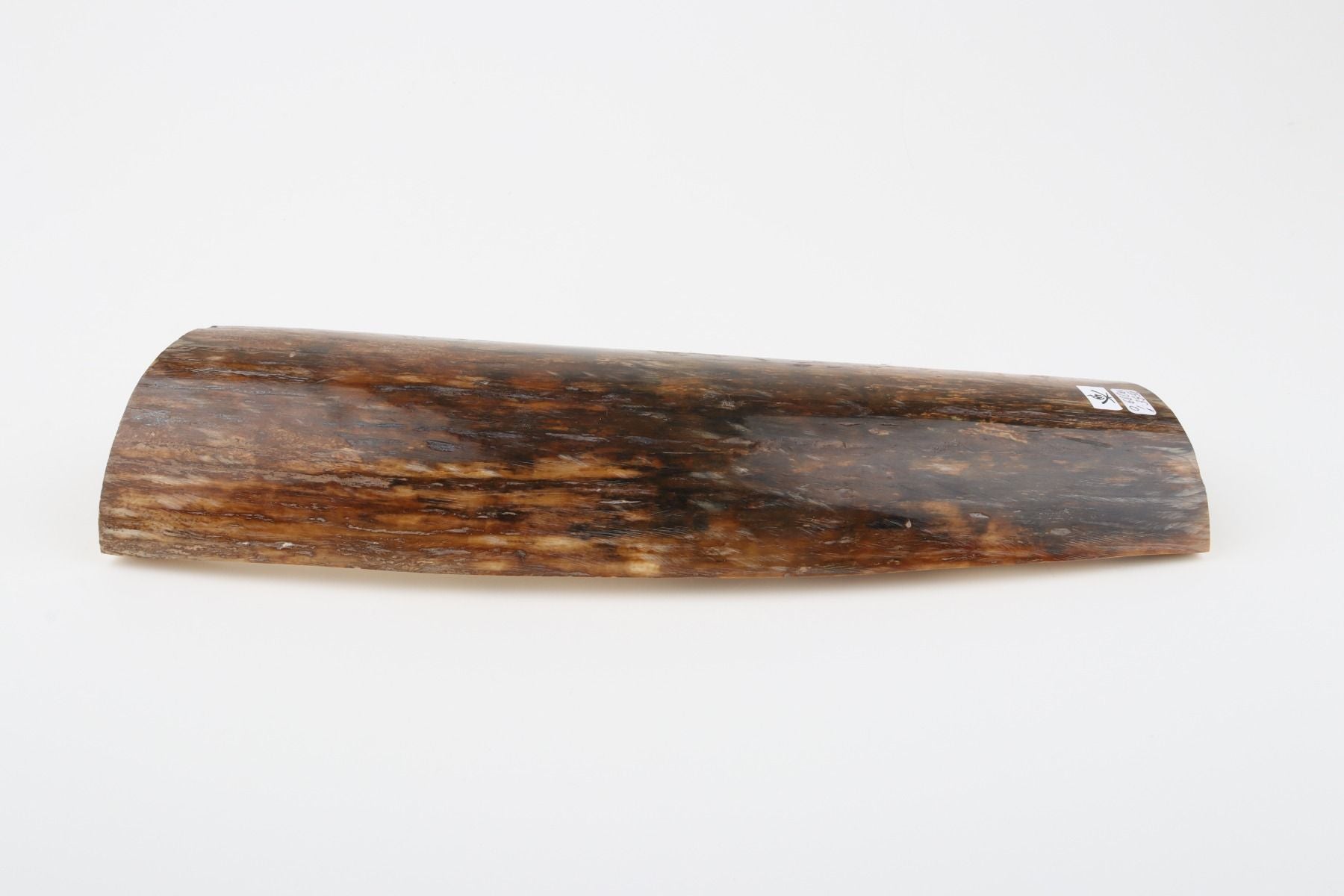 Brown mammoth bark