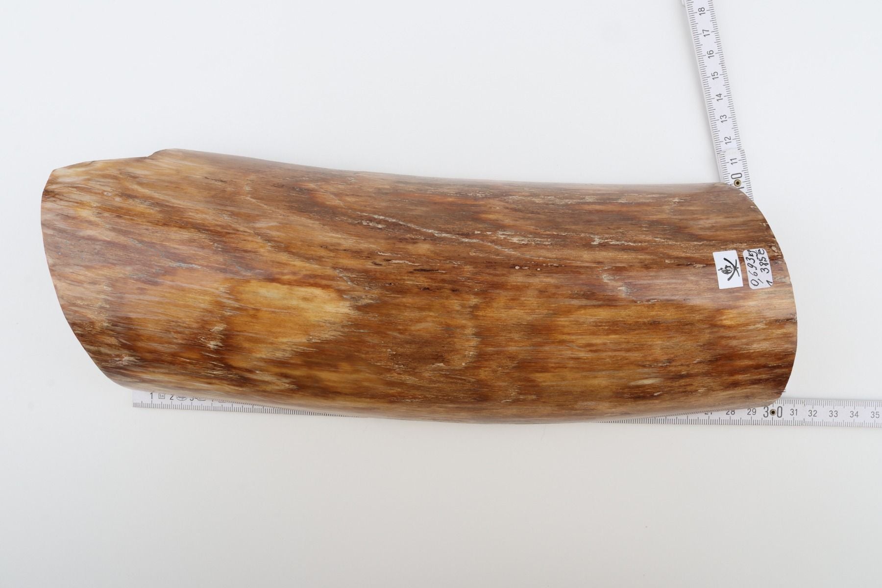 Beige mammoth bark