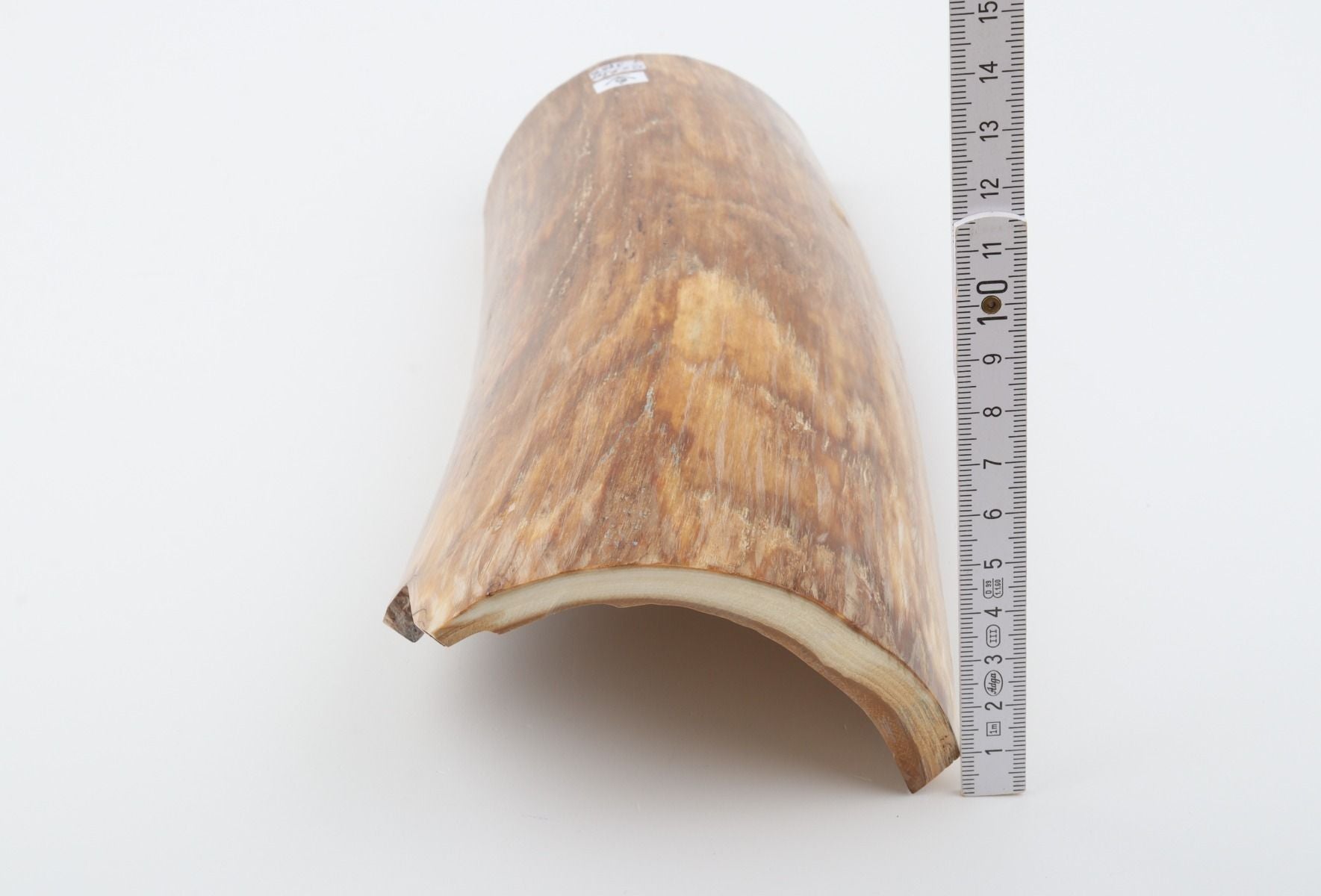 Beige mammoth bark