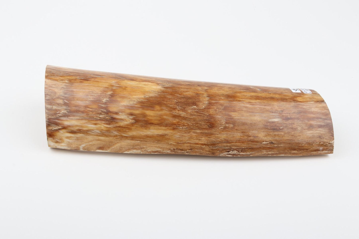 Beige mammoth bark