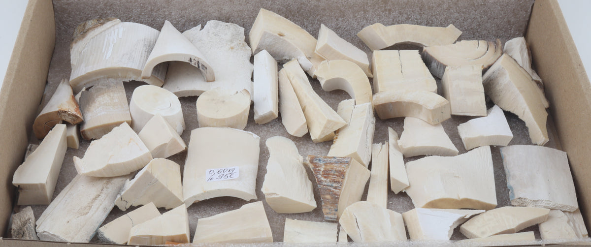 White mammoth ivory pieces