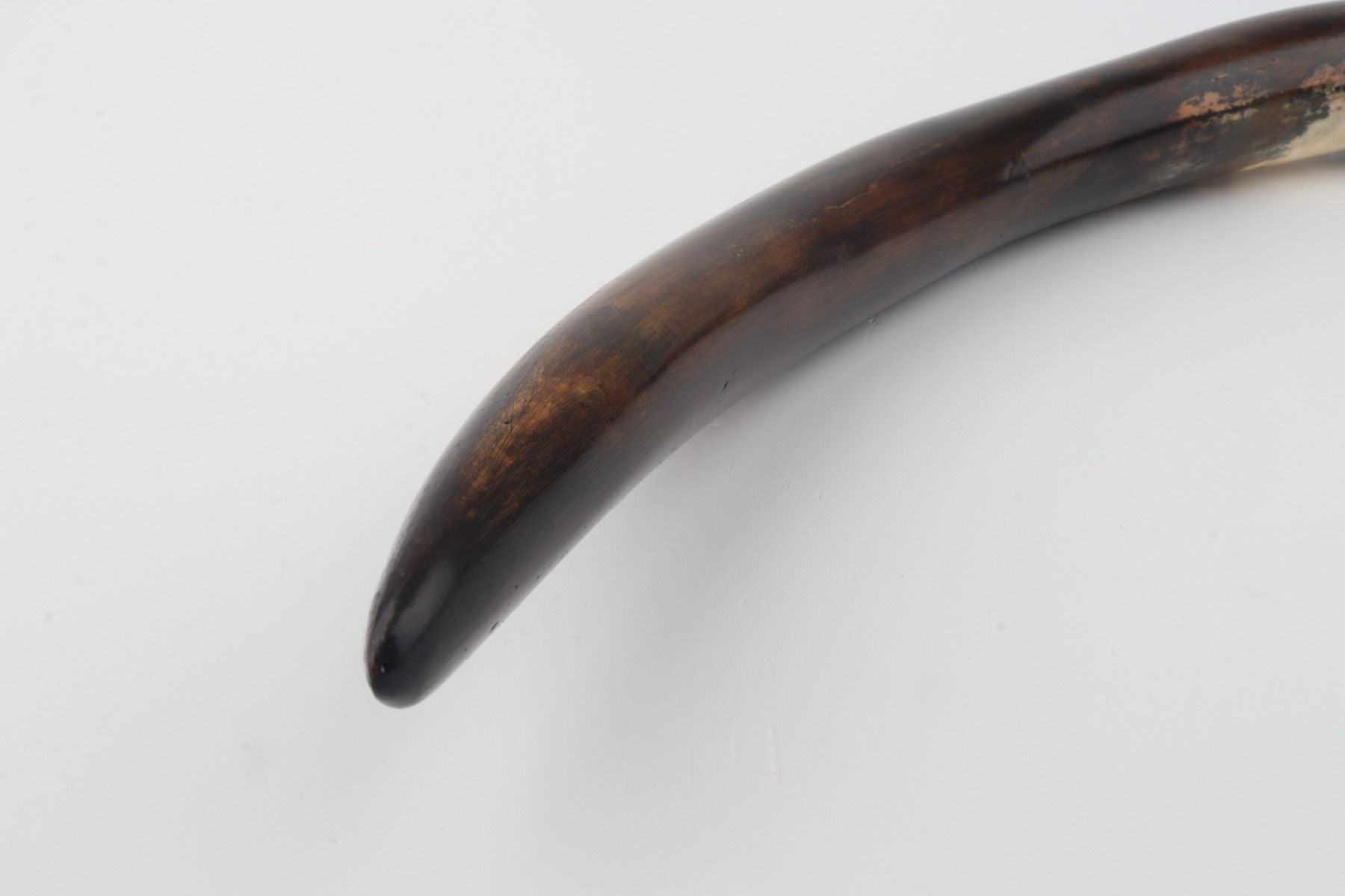 Restored woolly mammoth tusk