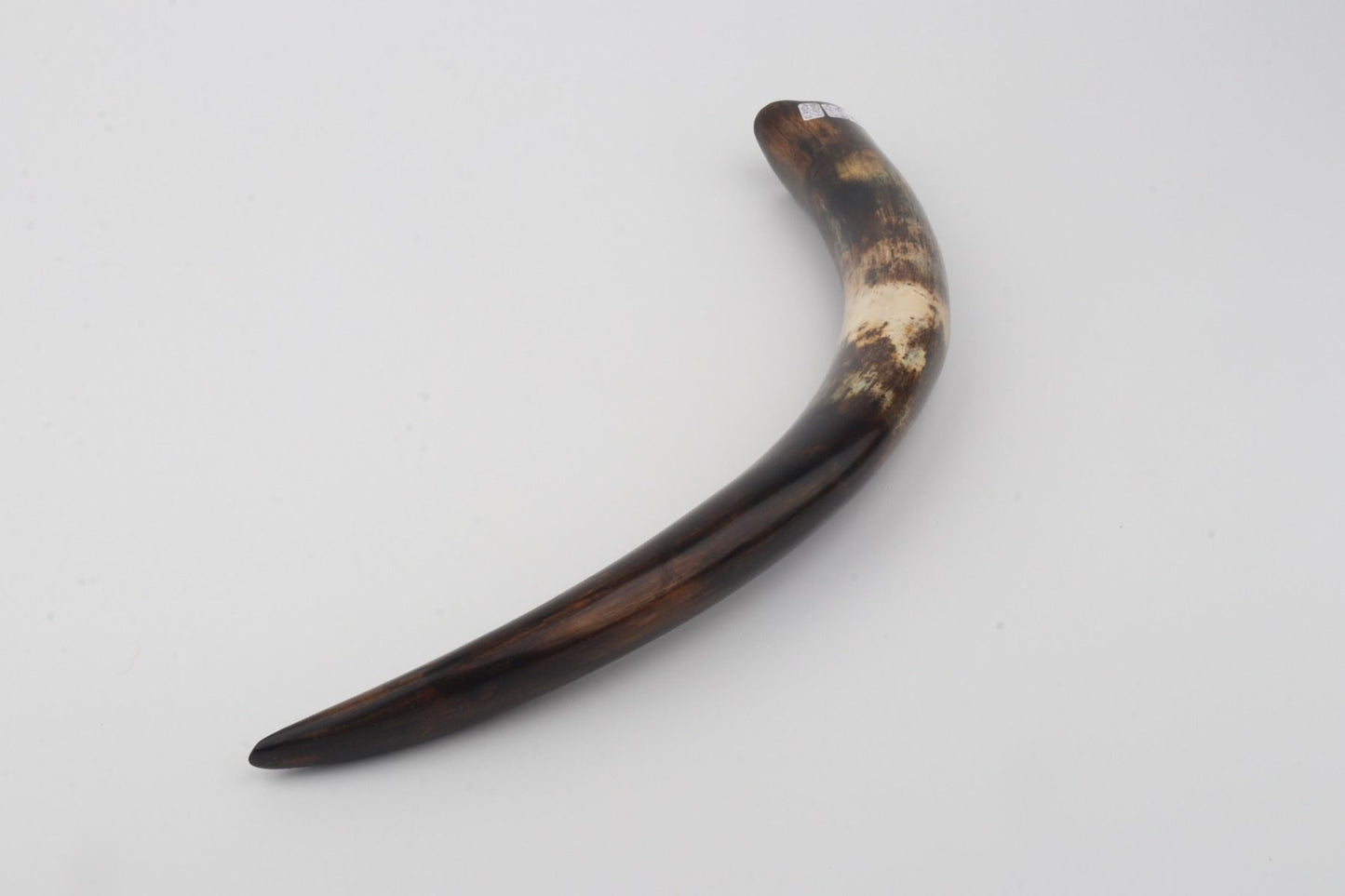 Restored woolly mammoth tusk