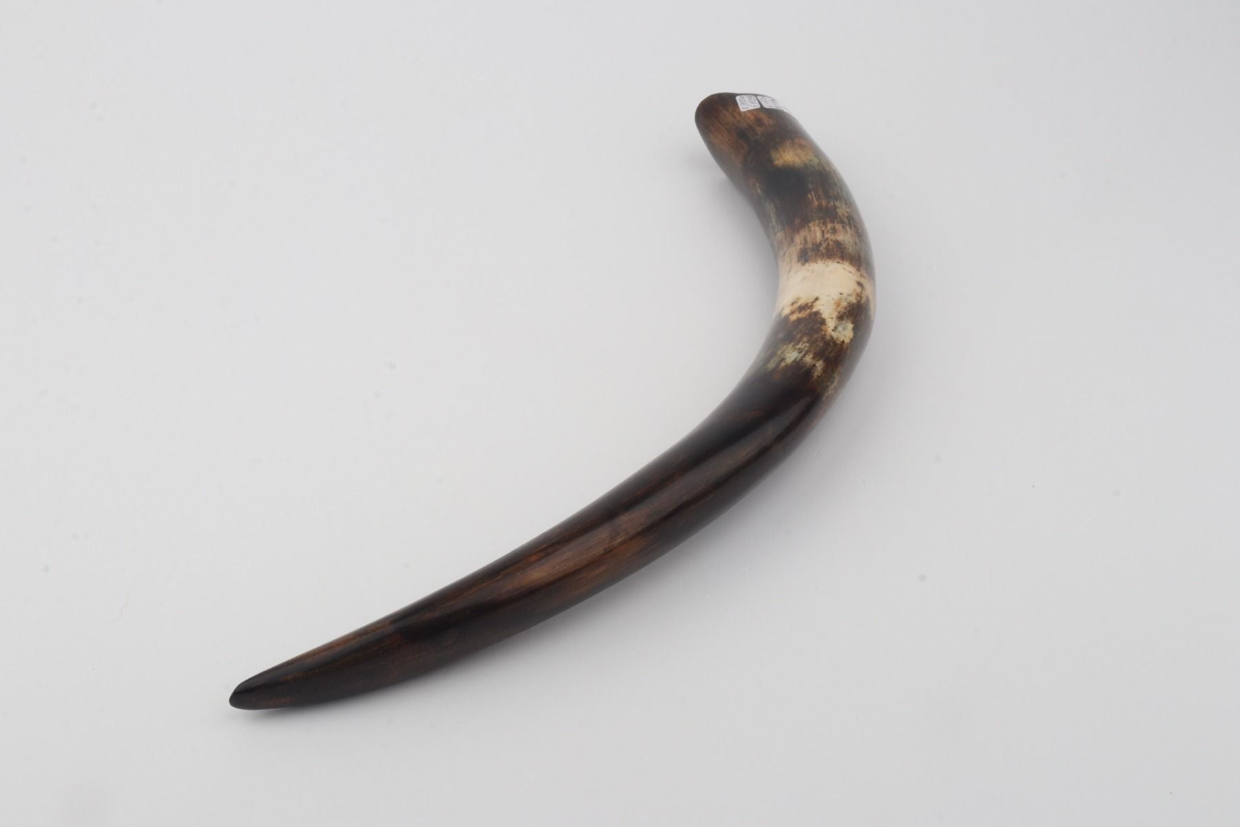 Restored woolly mammoth tusk