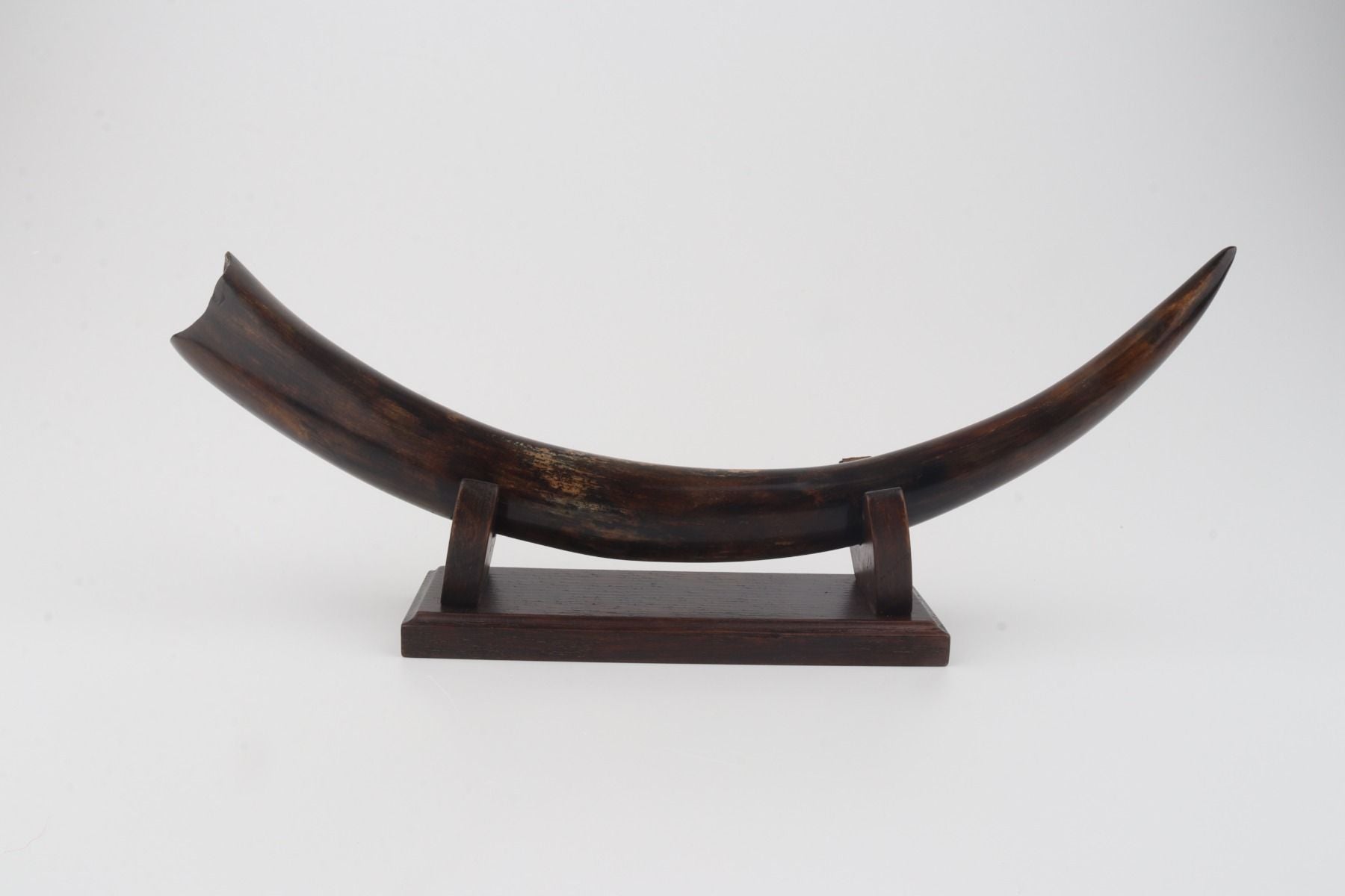 Restored woolly mammoth tusk