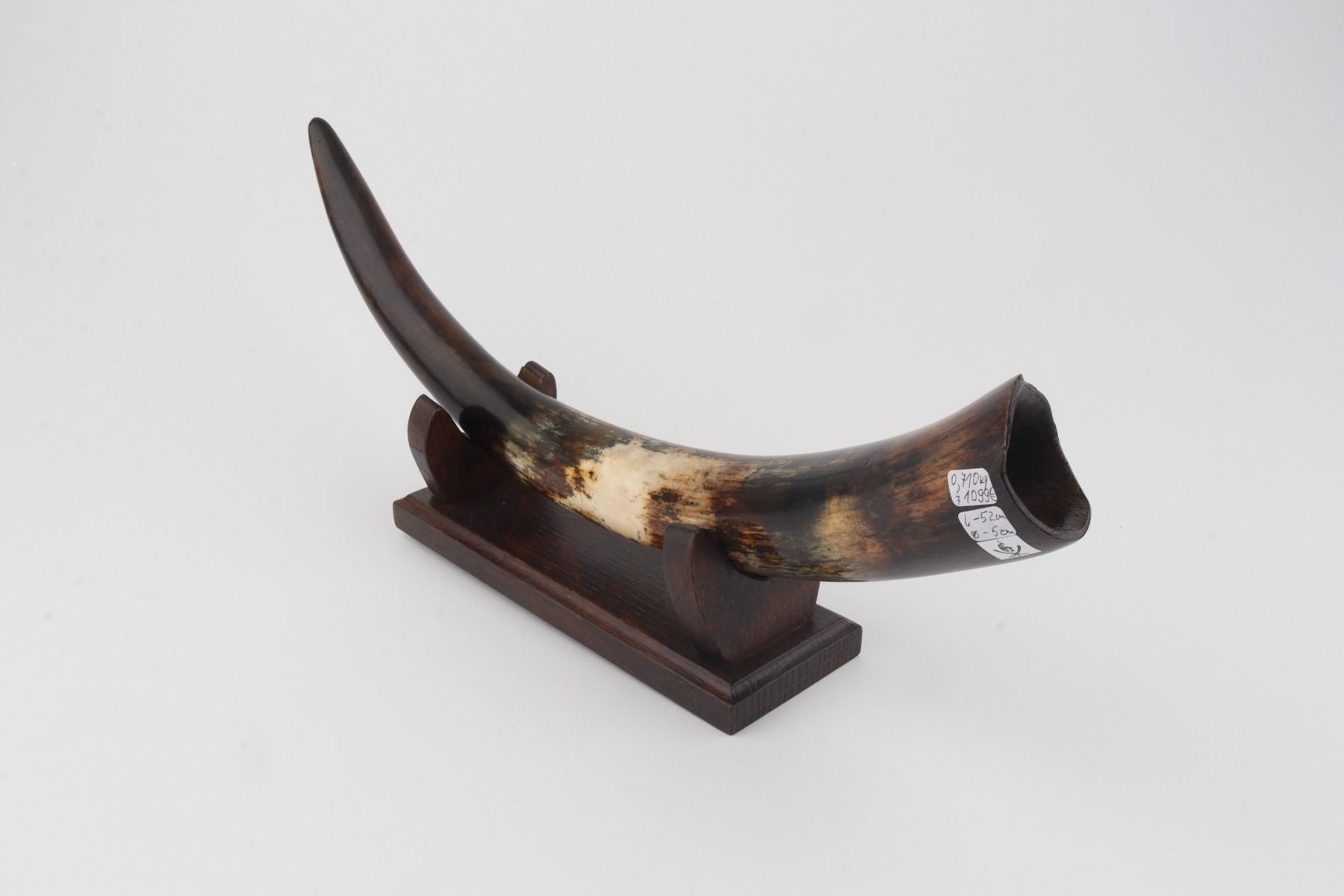 Restored woolly mammoth tusk