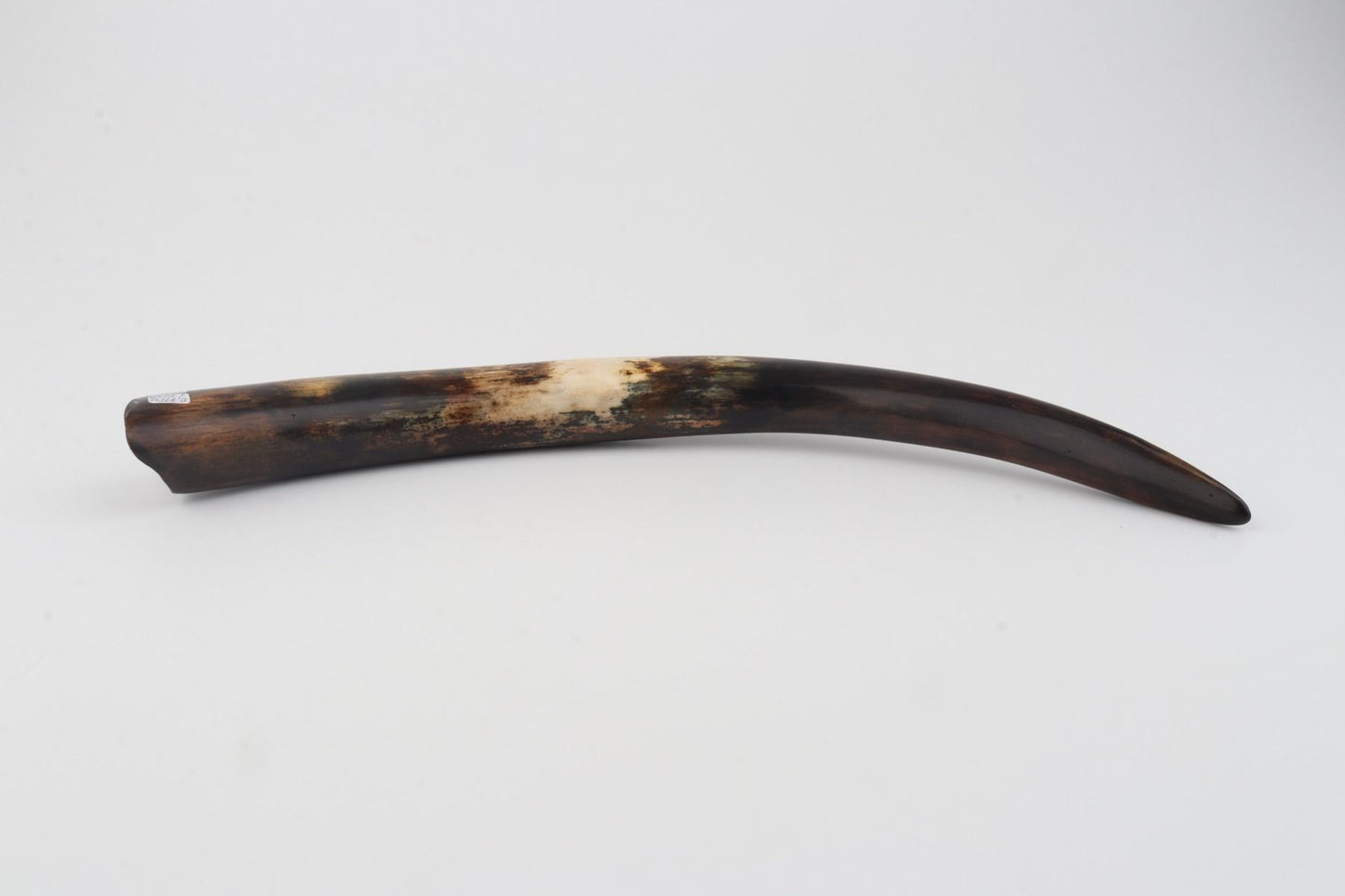 Restored woolly mammoth tusk