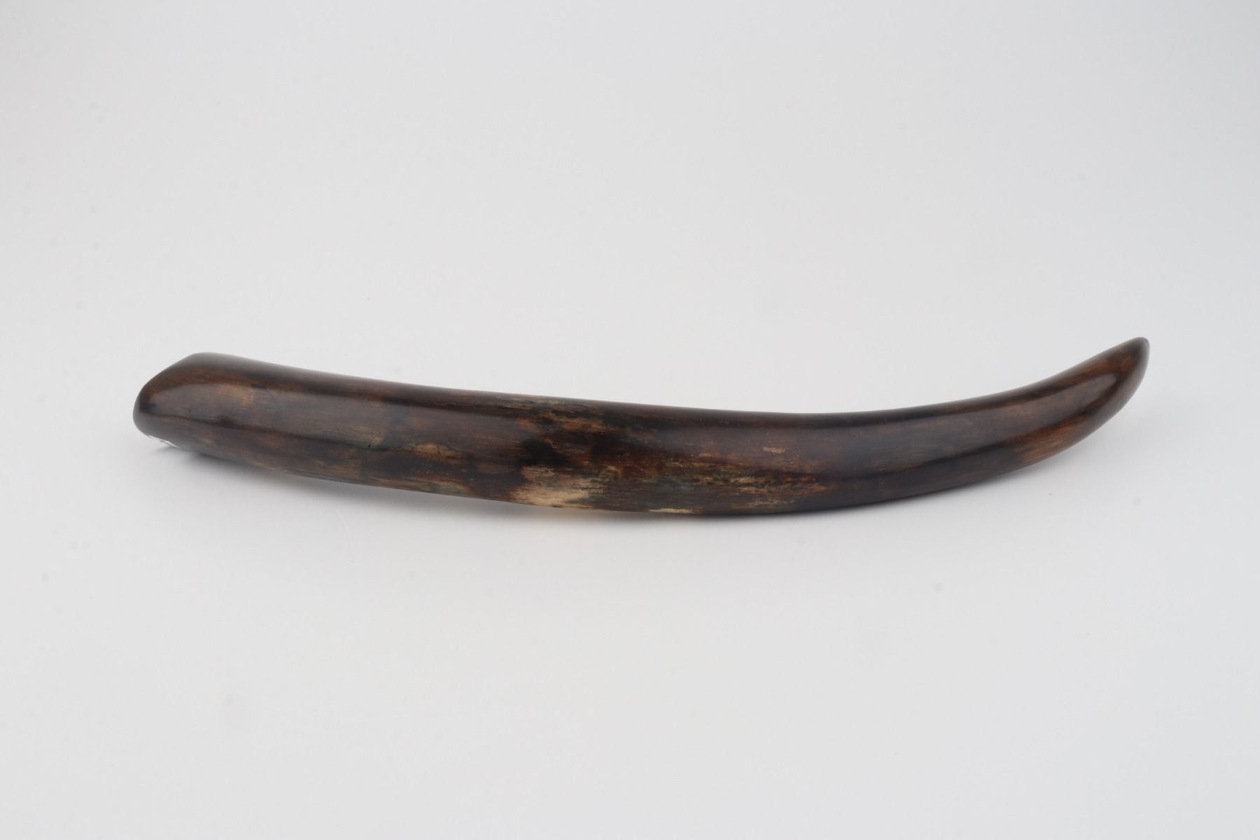 Restored woolly mammoth tusk