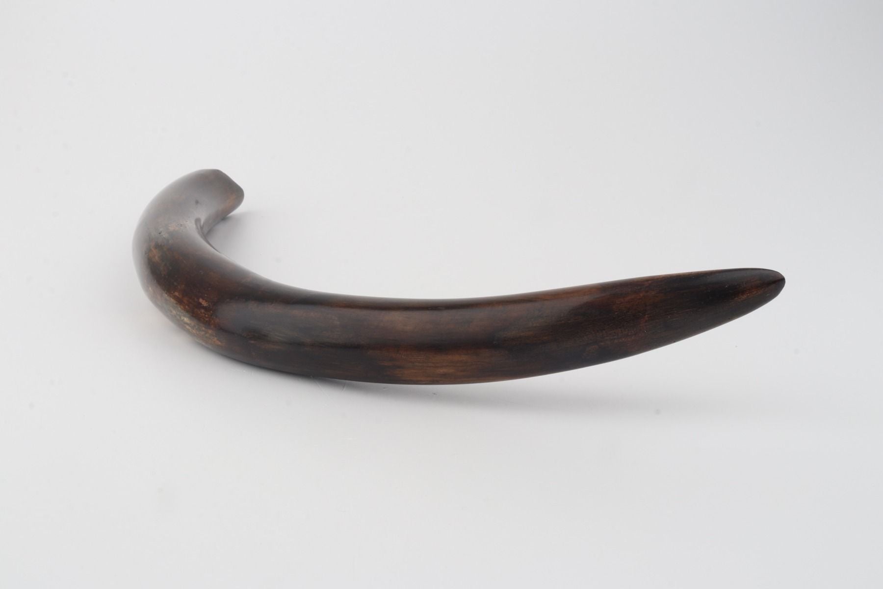 Restored woolly mammoth tusk