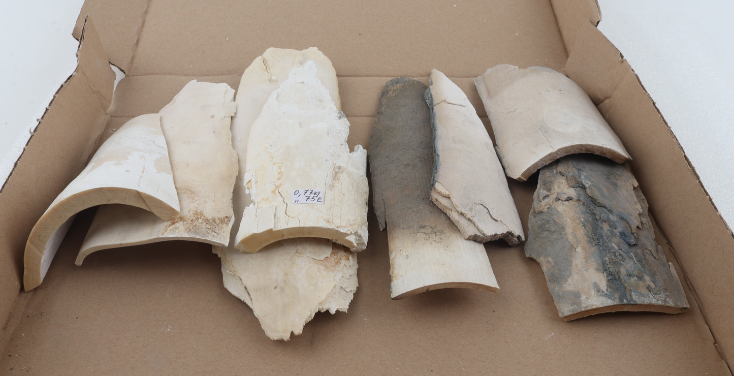 Raw mammoth ivory pieces