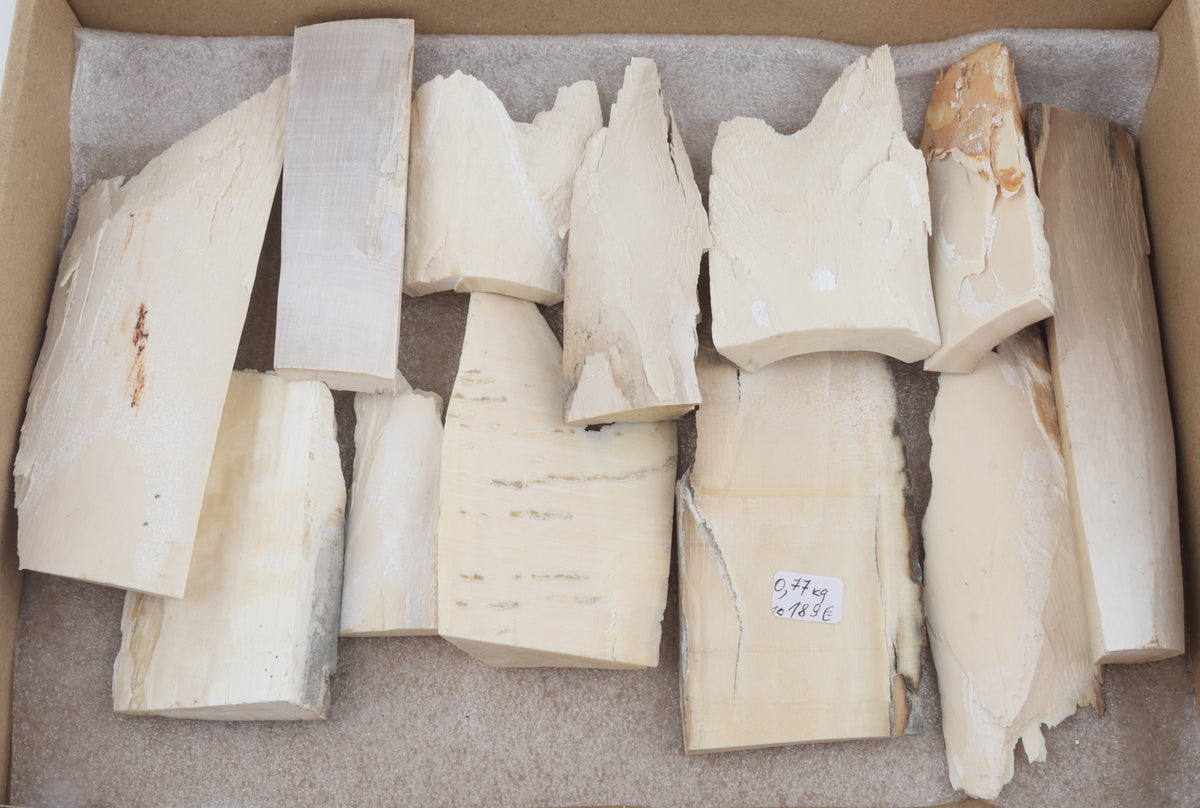 White mammoth ivory pieces