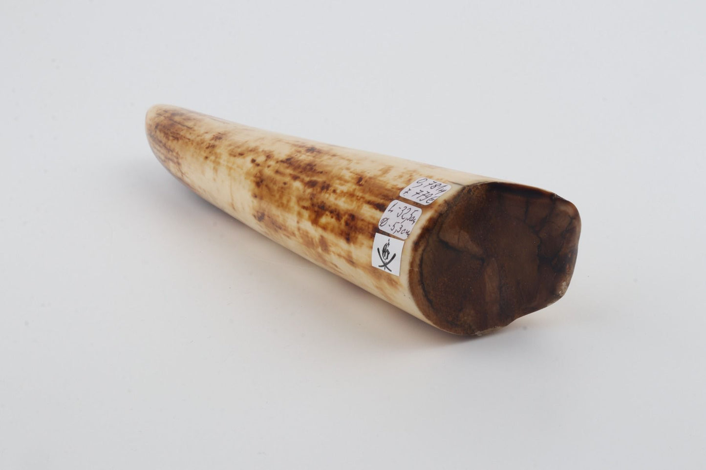 Restored mammoth tusk tip