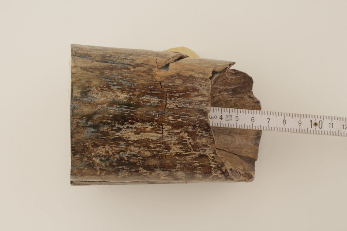 Mammoth tusk base section