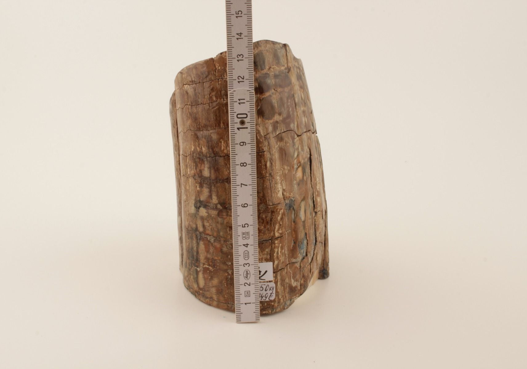 Mammoth tusk base section