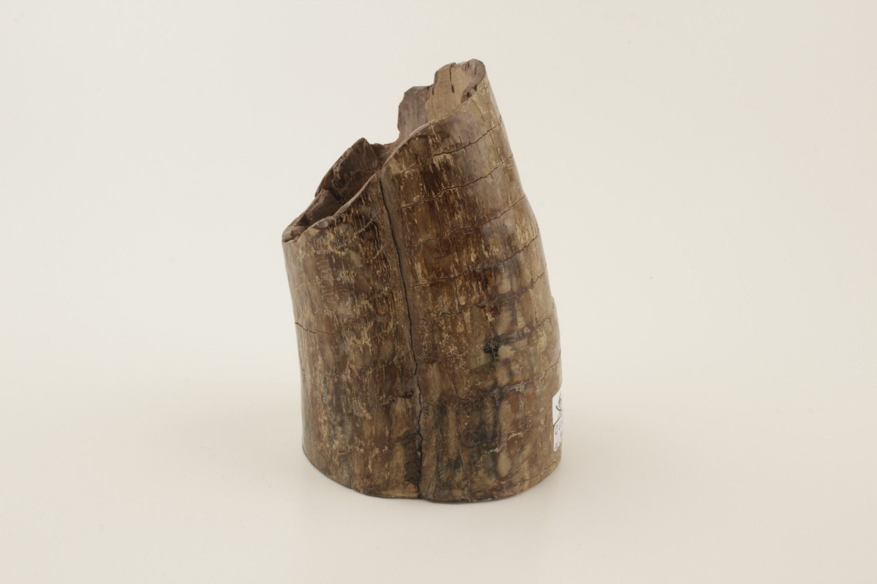 Mammoth tusk base section