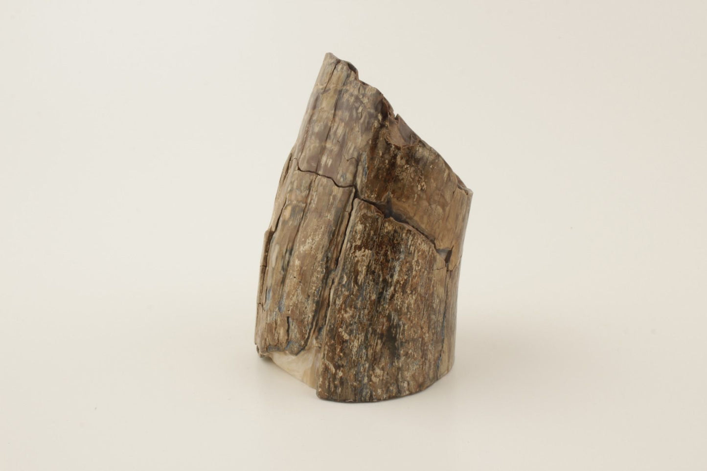 Mammoth tusk base section