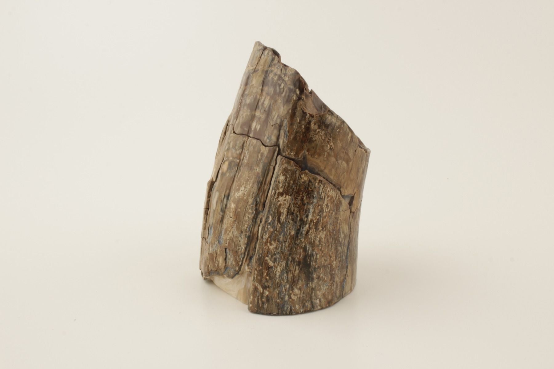Mammoth tusk base section