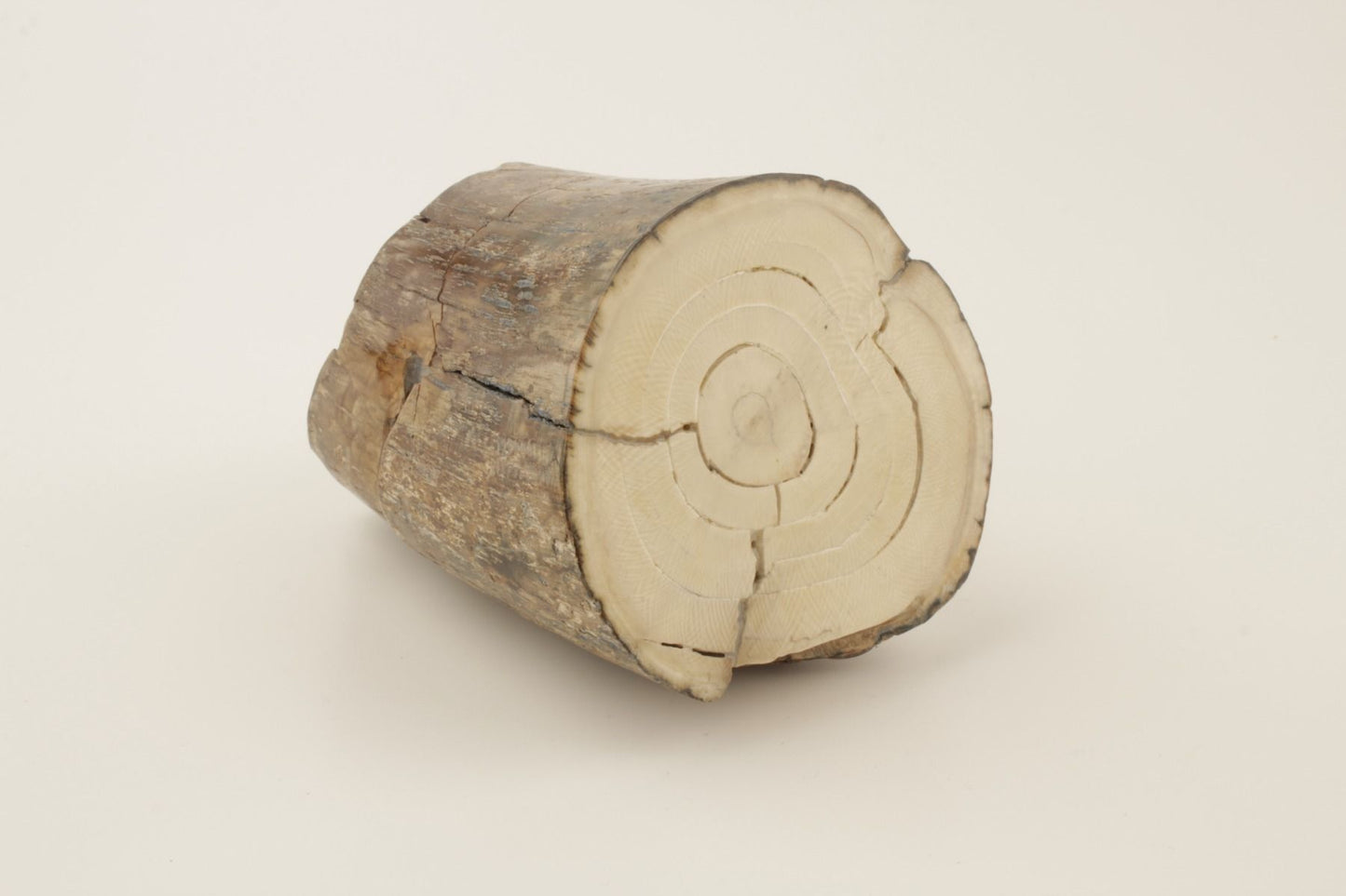 Mammoth tusk base section