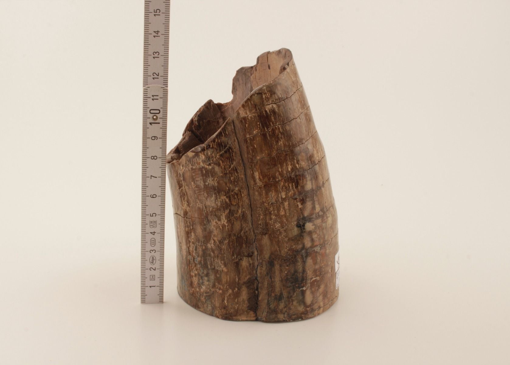 Mammoth tusk base section