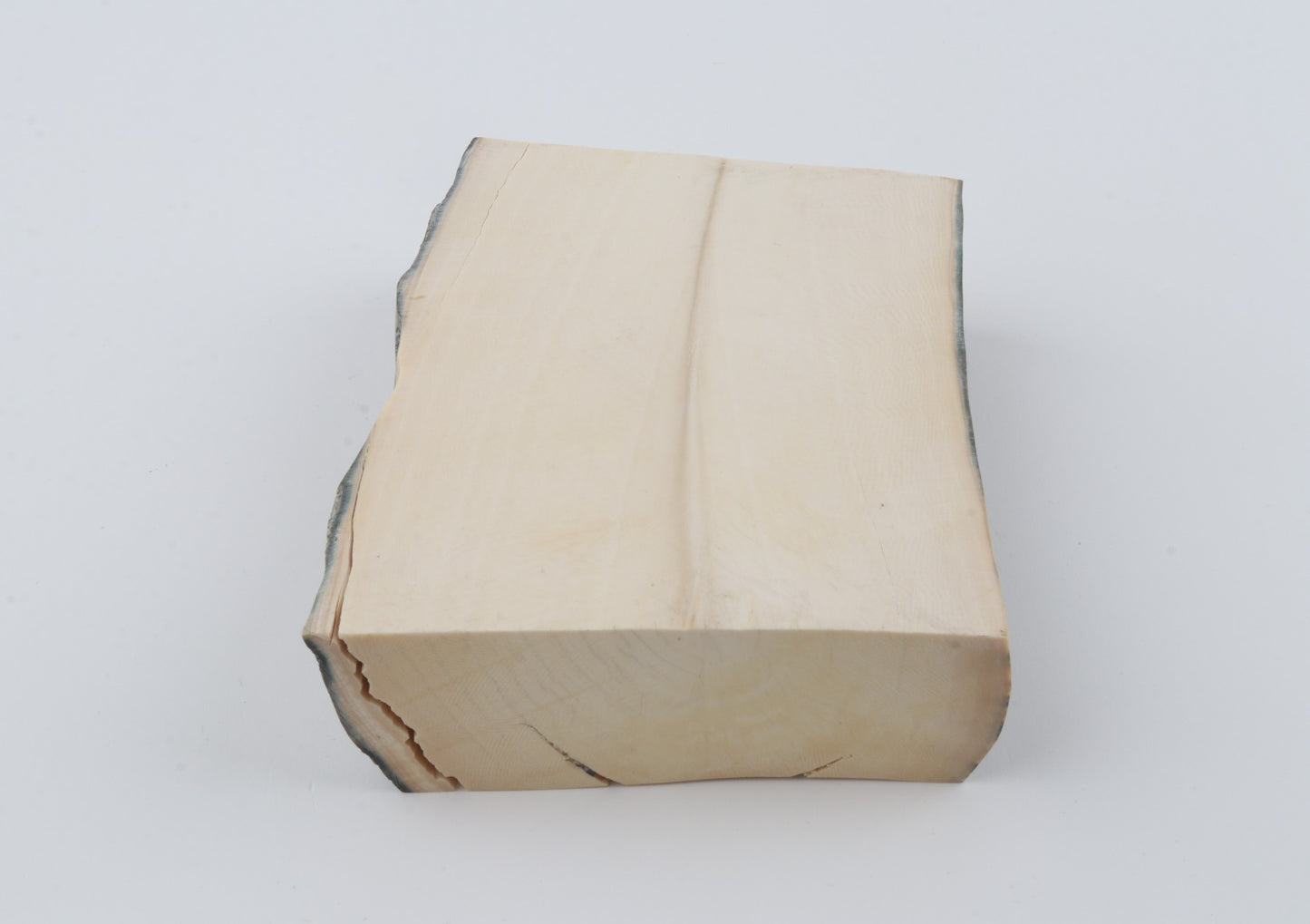White mammoth ivory segment