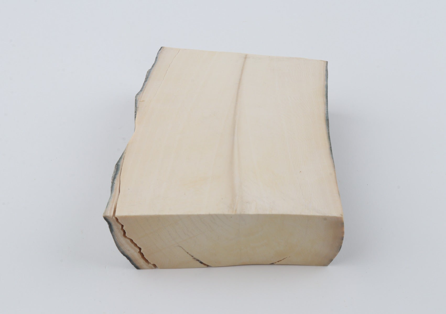 White mammoth ivory segment