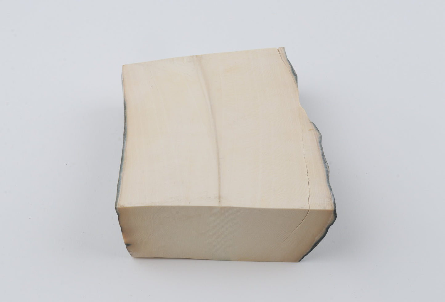 White mammoth ivory segment