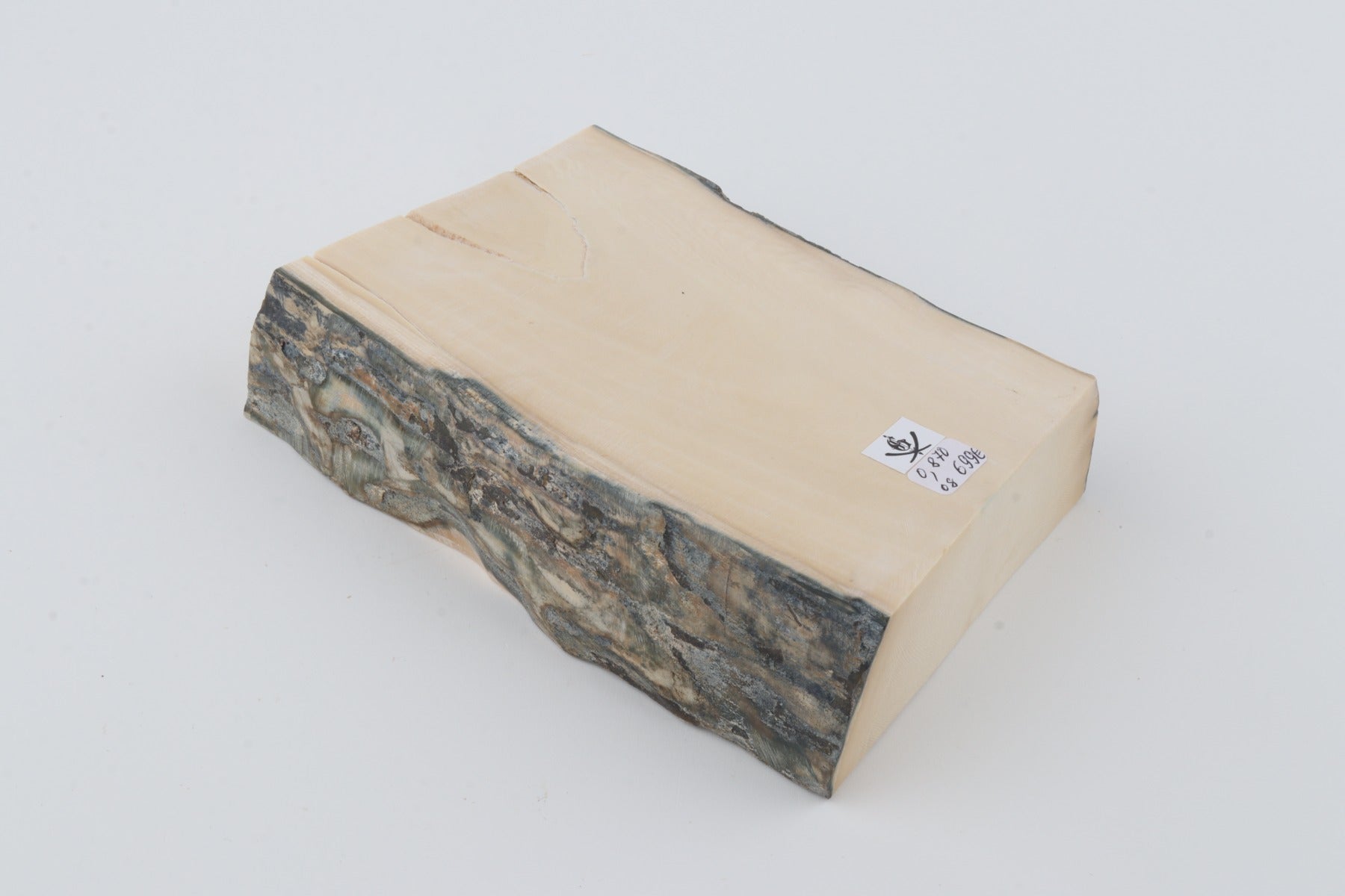 White mammoth ivory segment