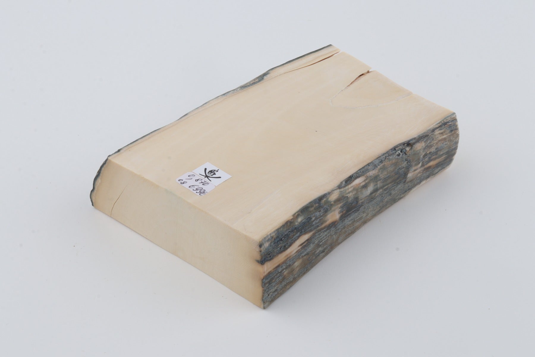 White mammoth ivory segment