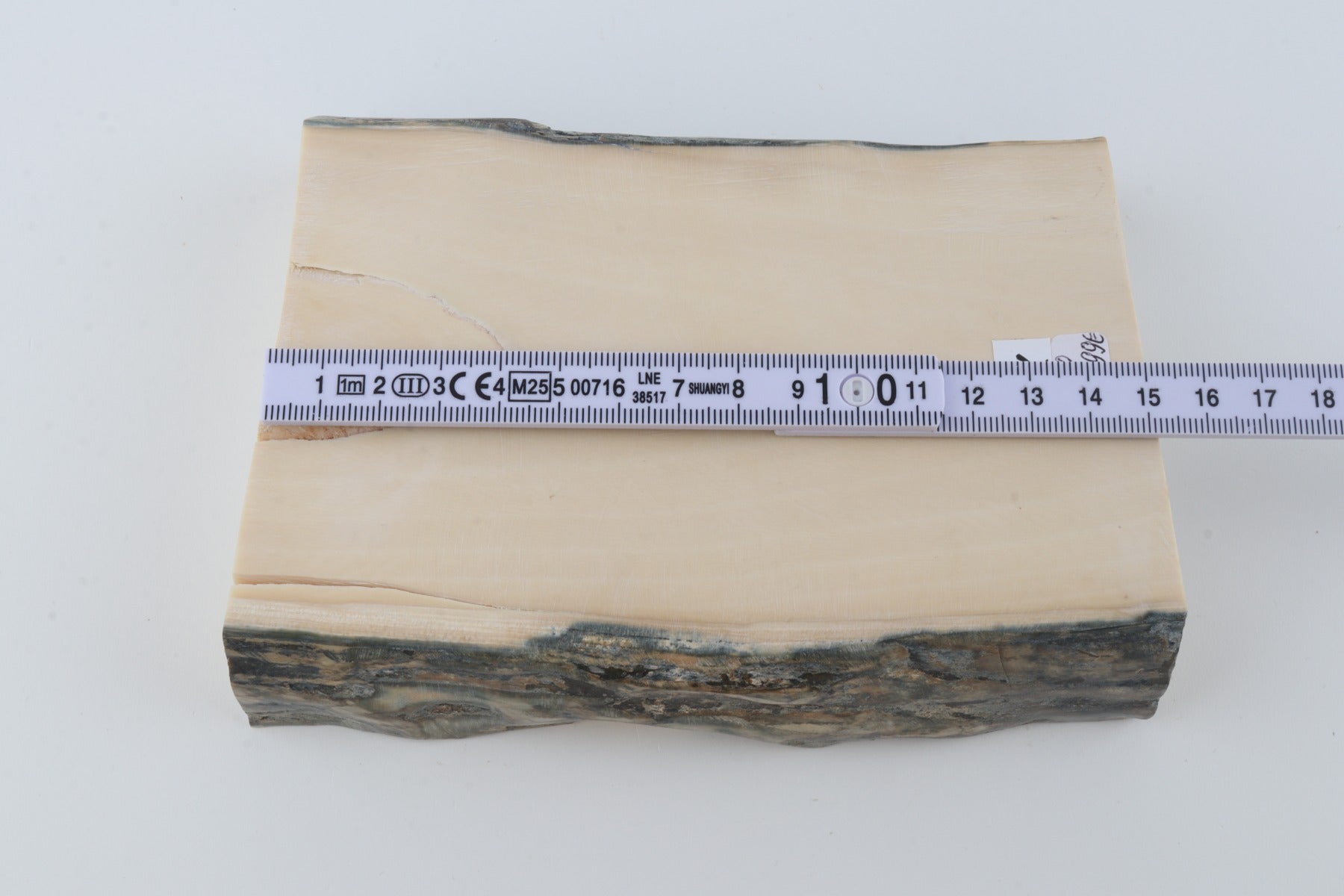 White mammoth ivory segment