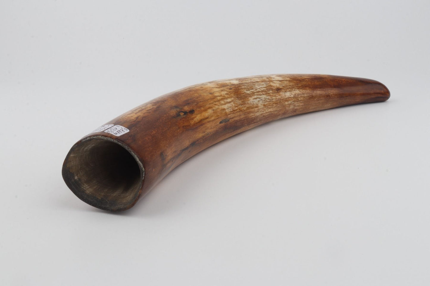 Restored woolly mammoth tusk
