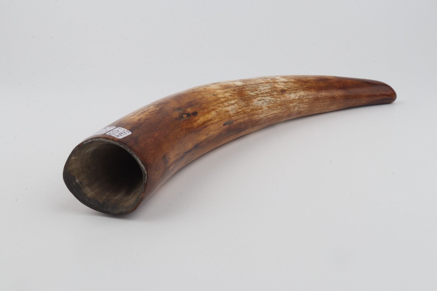 Restored woolly mammoth tusk