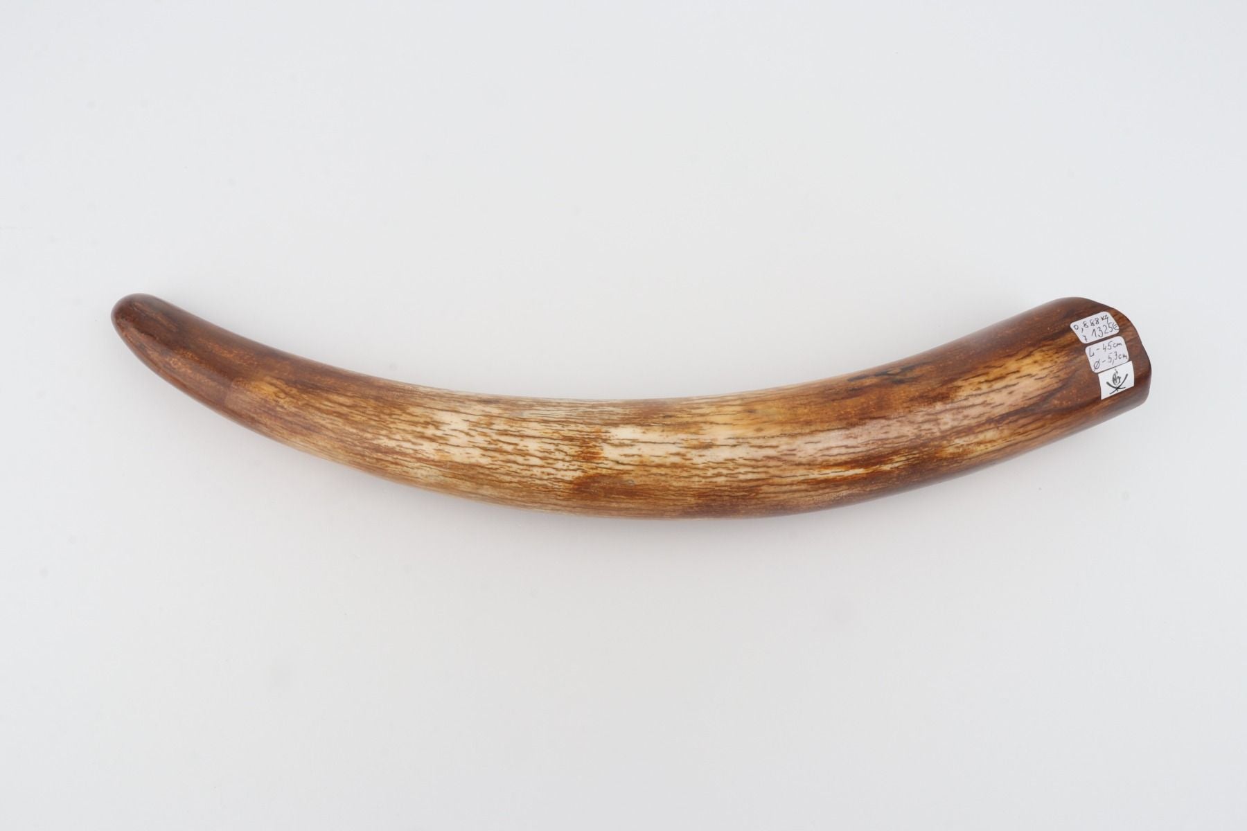 Restored woolly mammoth tusk