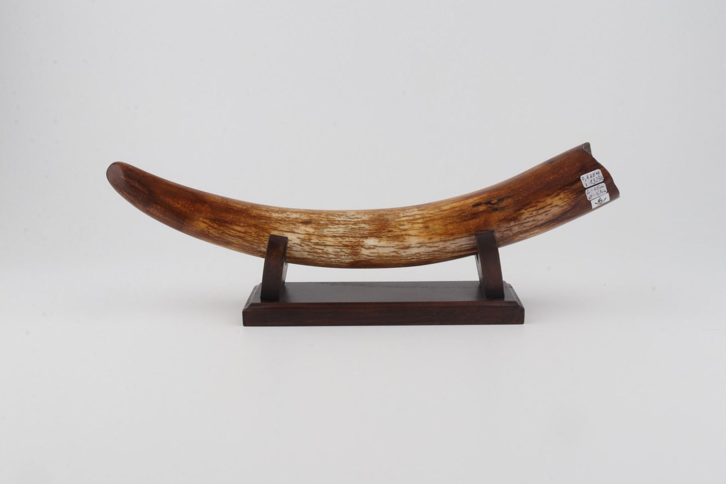 Restored woolly mammoth tusk