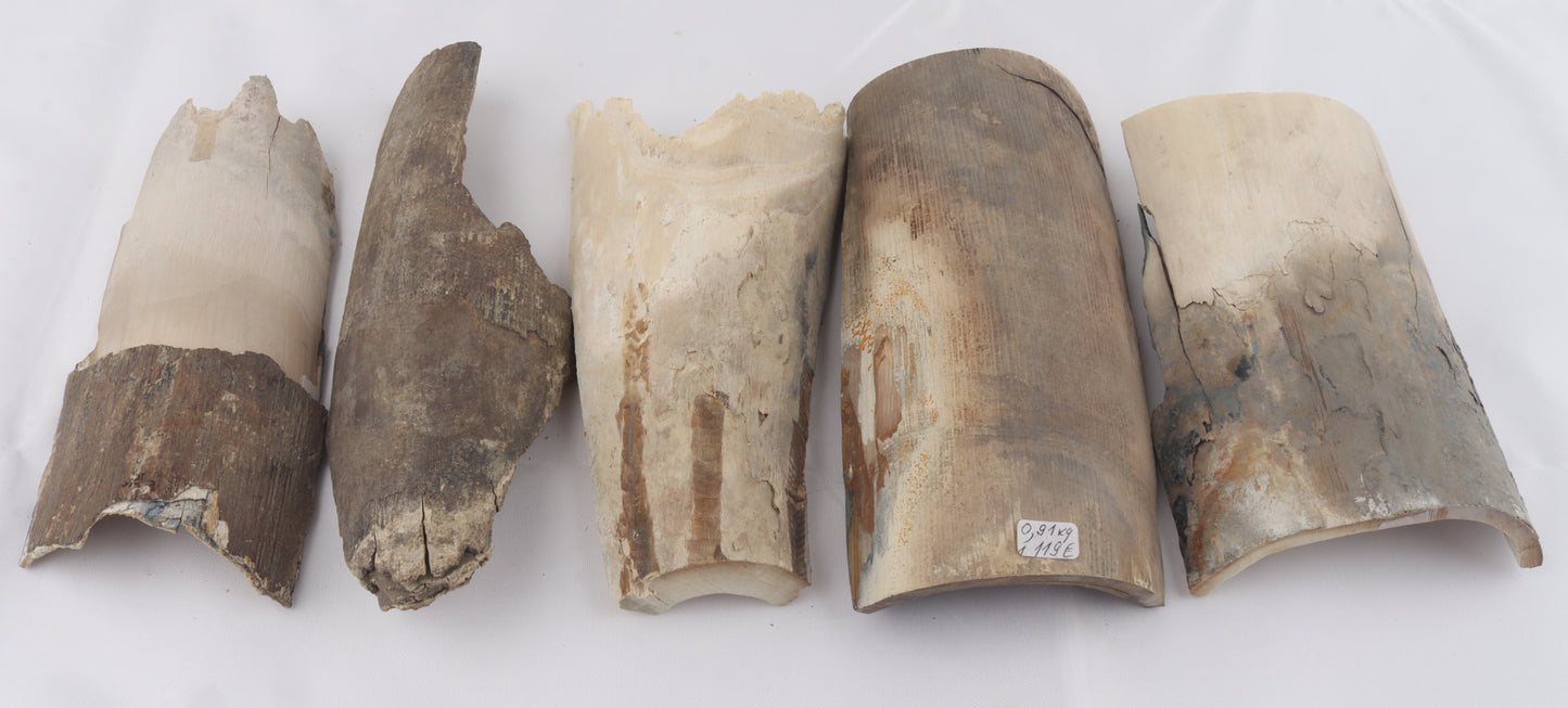 Raw mammoth ivory pieces