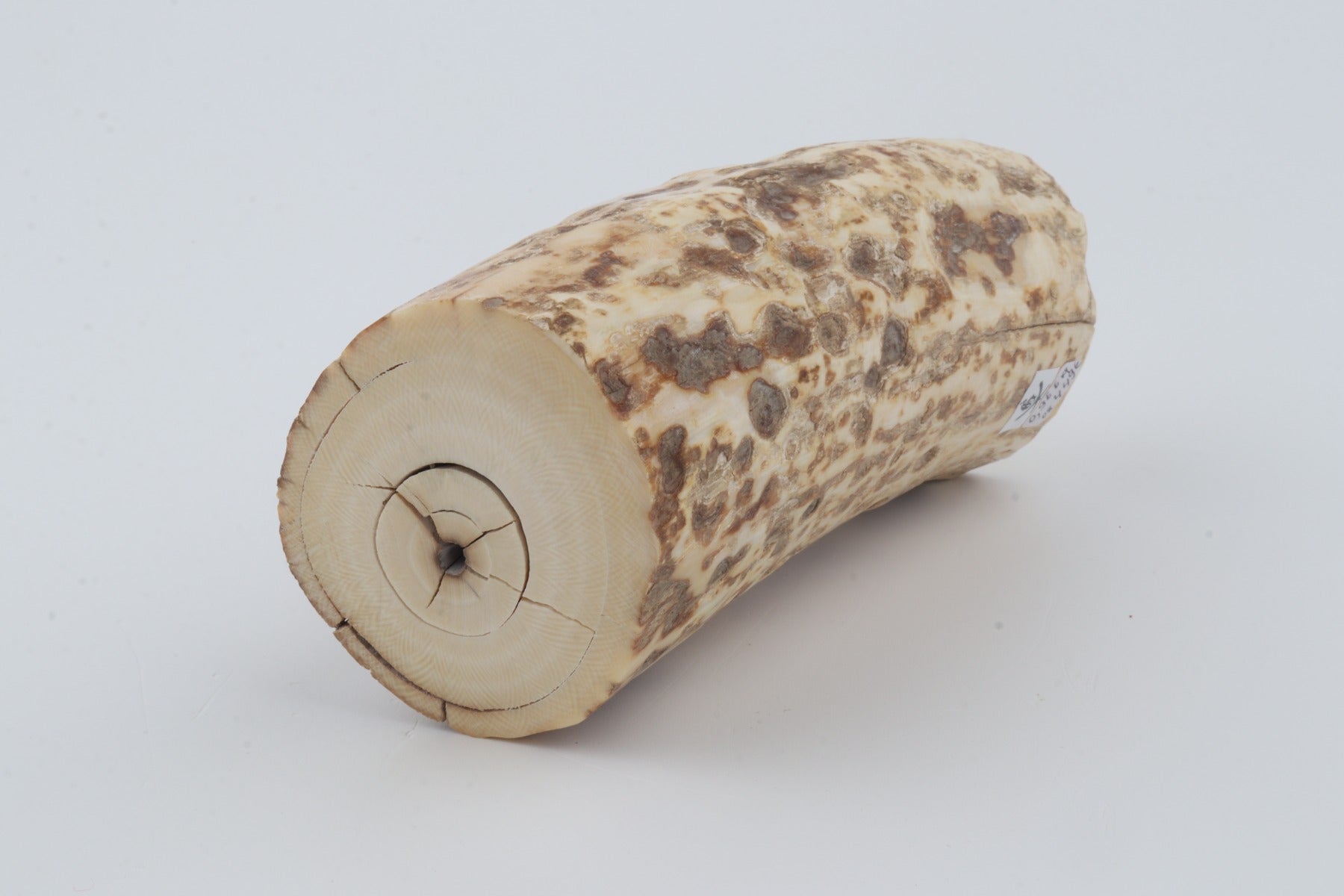 Natural mammoth ivory piece