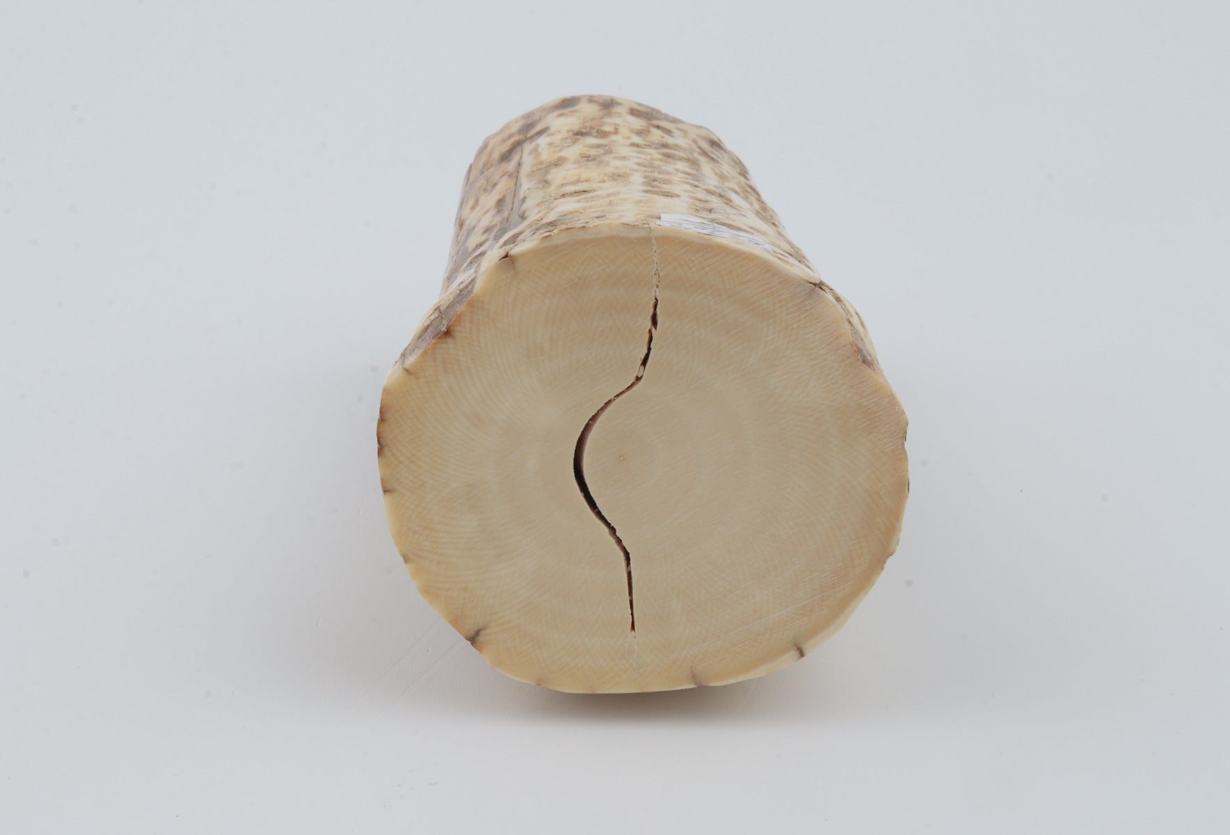 Natural mammoth ivory piece