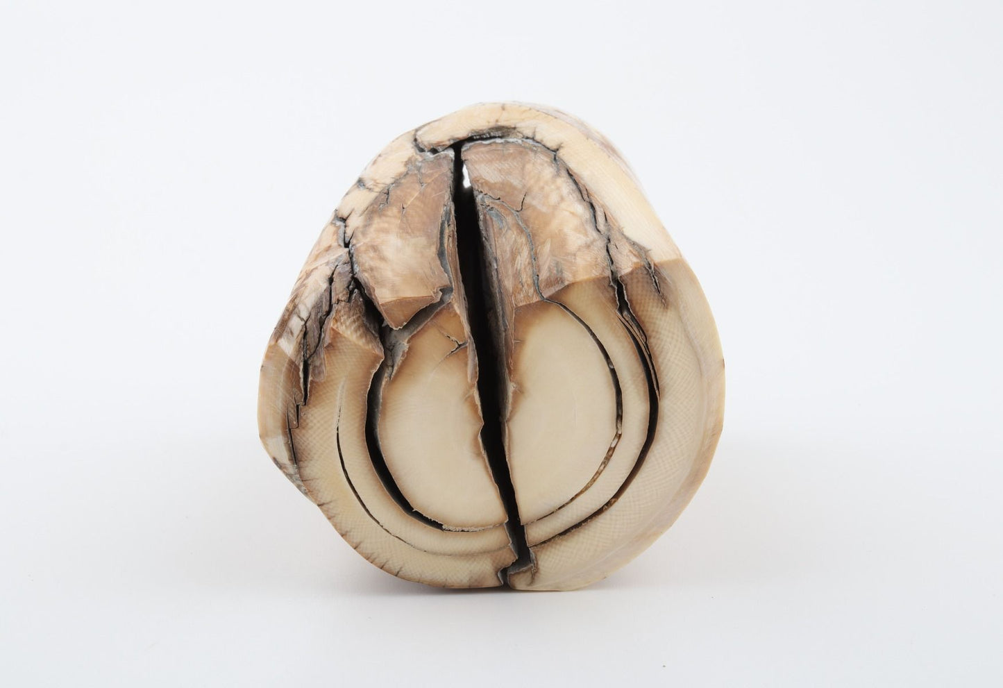Natural mammoth ivory piece