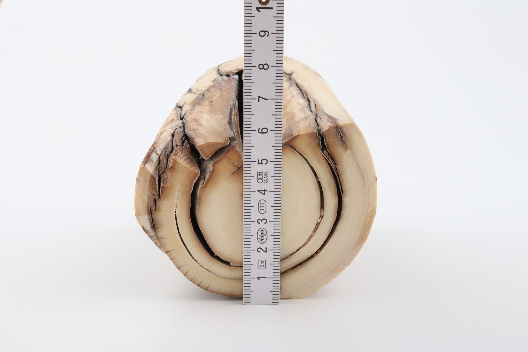 Natural mammoth ivory piece