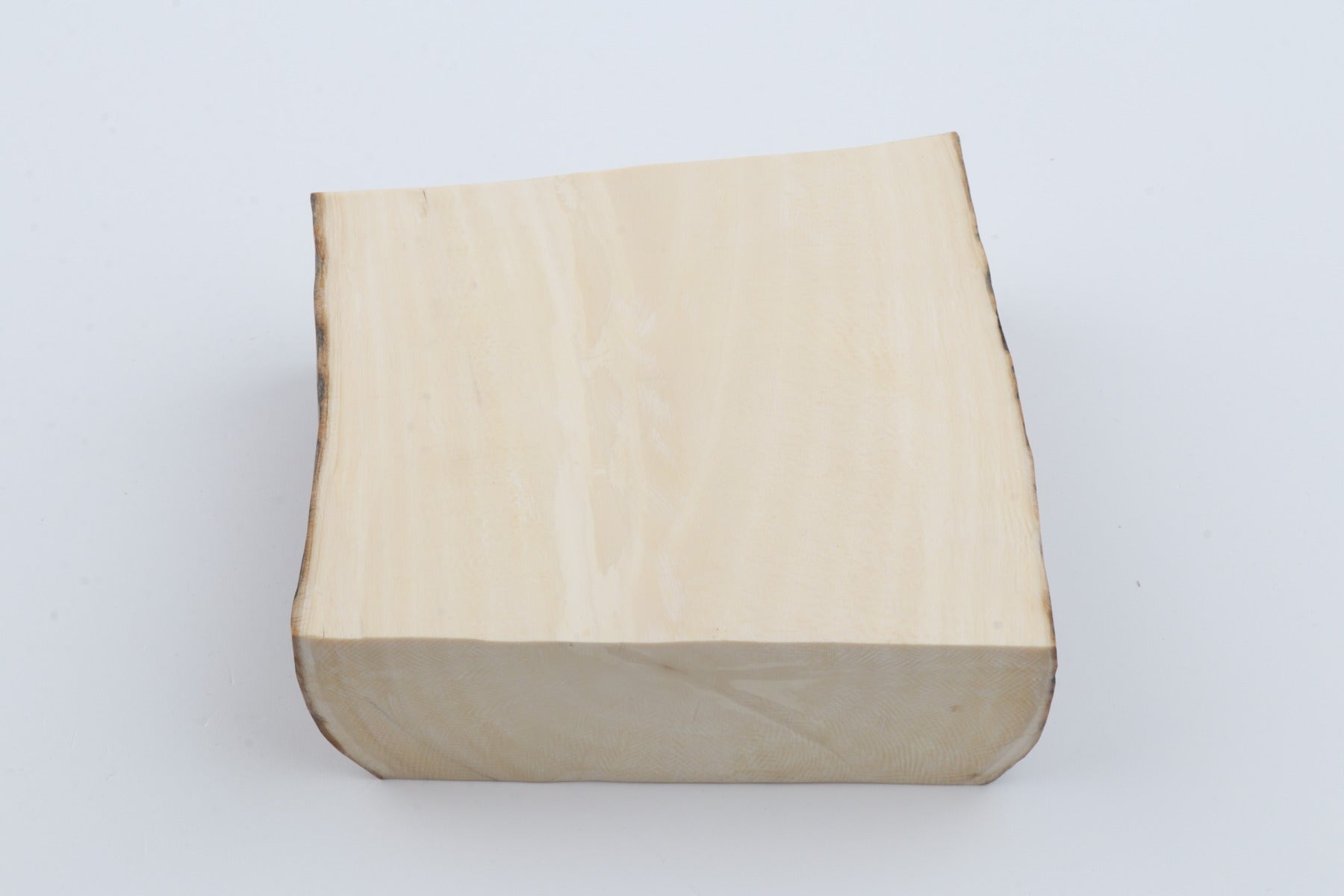 White mammoth ivory segment