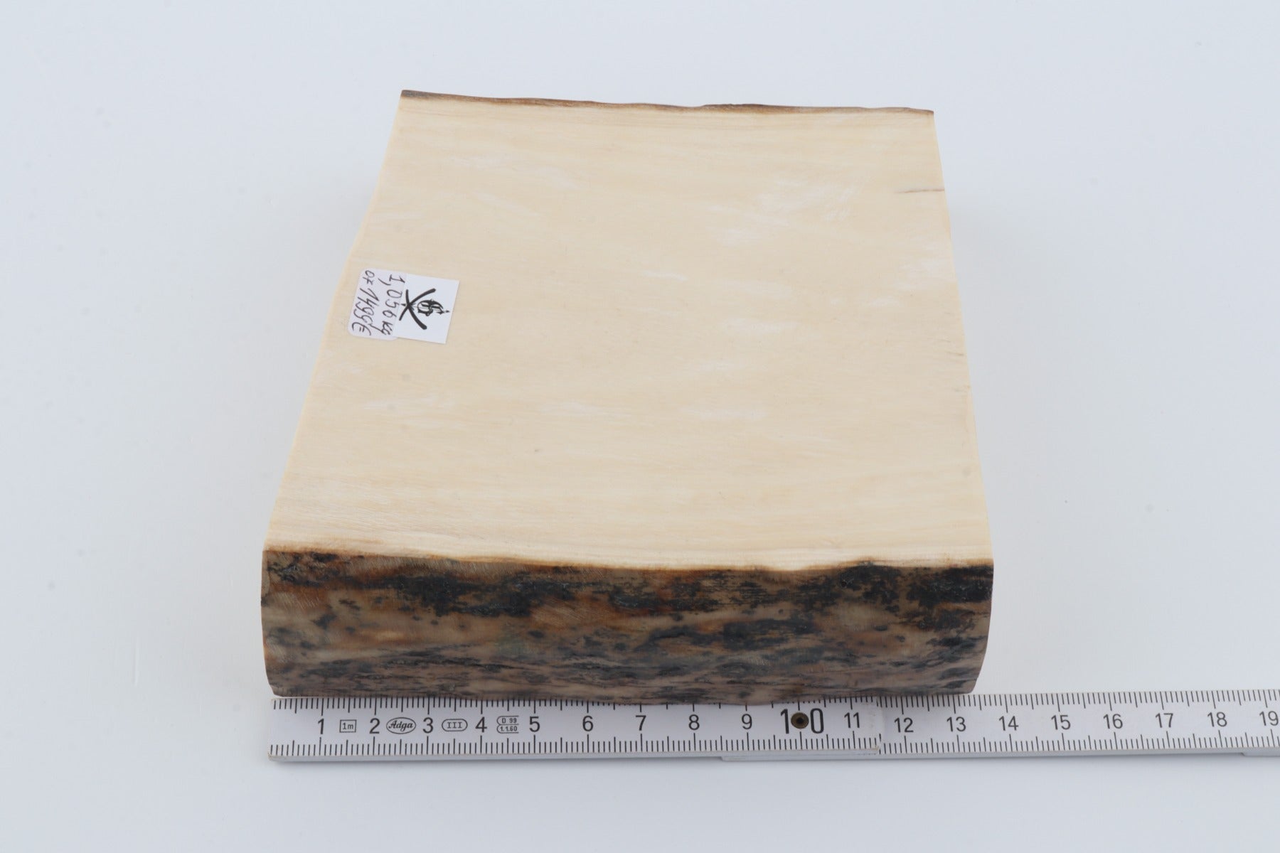 White mammoth ivory segment