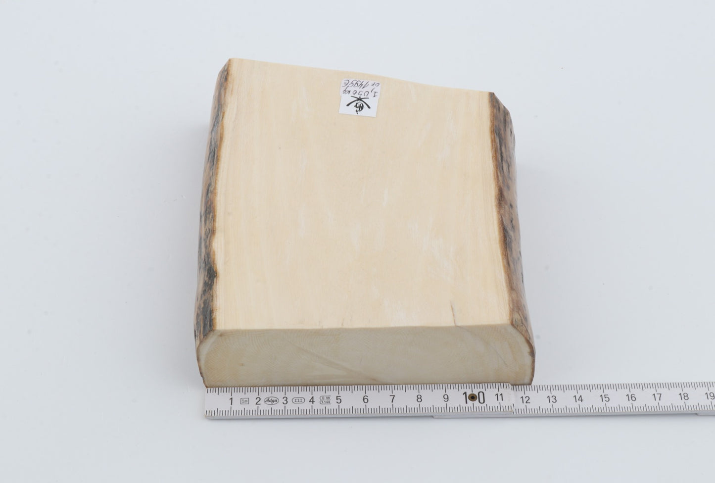 White mammoth ivory segment
