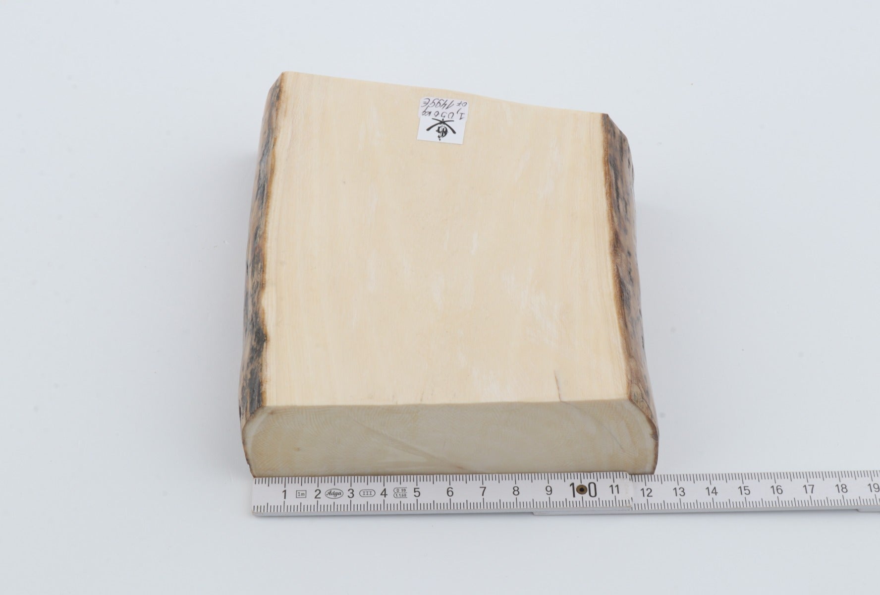 White mammoth ivory segment